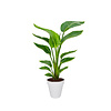 Strelitzia Nicolai Medium in Elho Loft Rond