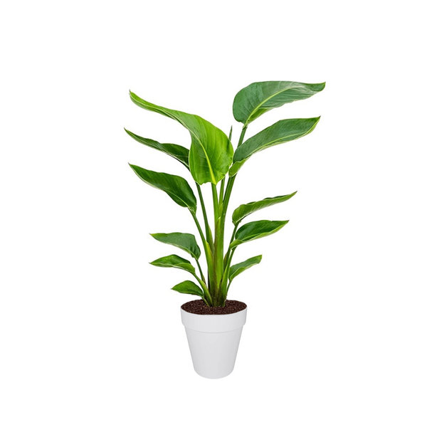 Strelitzia Nicolai Medium in Elho Loft Rond