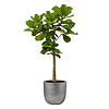 Ficus Lyrata op Stam in Capi Nature Retro Gold sierpot