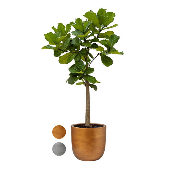 Ficus Lyrata op Stam in Capi Nature Retro Gold sierpot