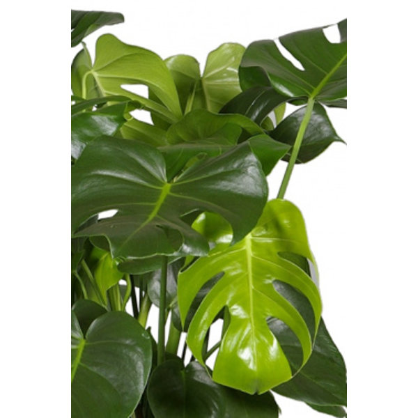 Monstera Mosstok in Drypot Rattan - Ø 35 cm