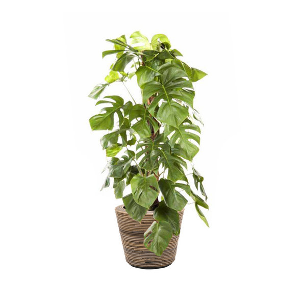 Monstera Mosstok in Drypot Rattan - Ø 35 cm