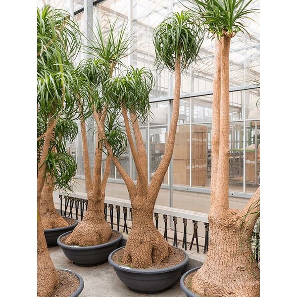 Beaucarnea recurvata XL