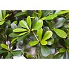 Bucida buceras 'Shady Lady' XXL