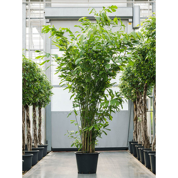 Caryota Mitis XXL