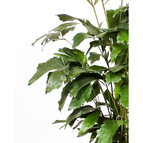Caryota Mitis XXL