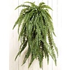 Large Fern - kunstplant