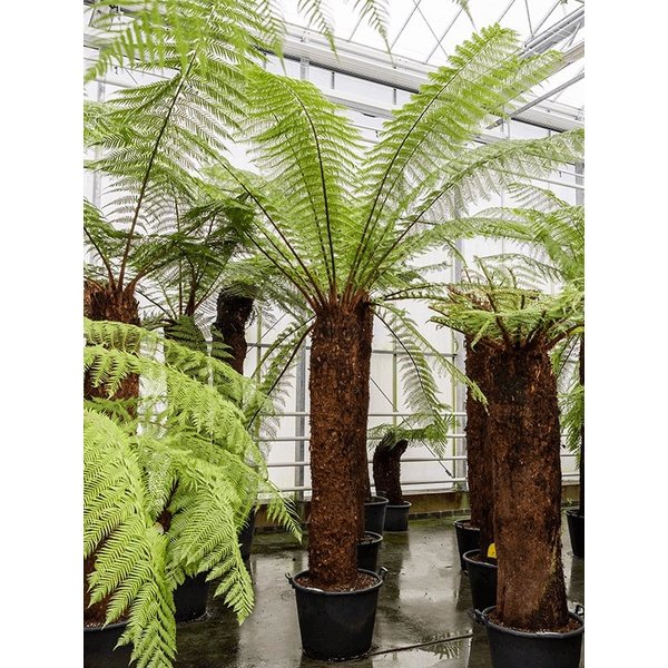 Dicksonia Antarctica XL