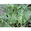 Philodendron Xanadu - hydrocultuur