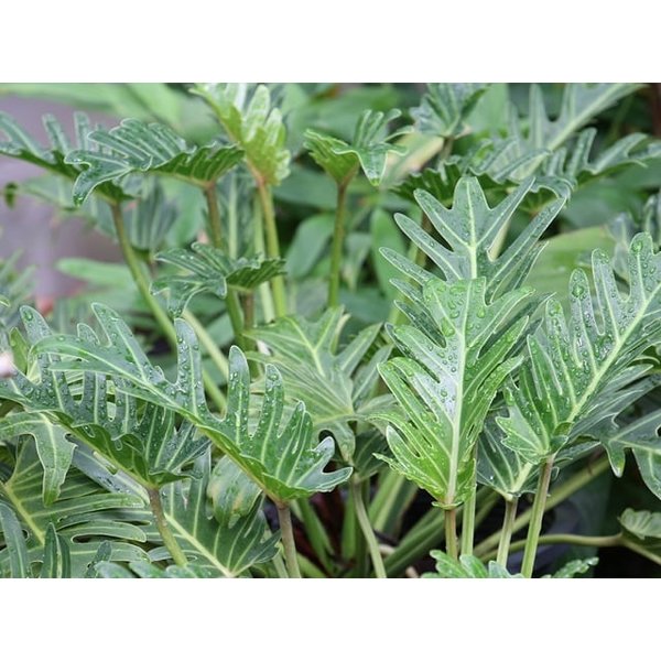 Philodendron Xanadu - hydrocultuur