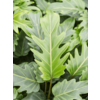 Philodendron Xanadu - hydrocultuur