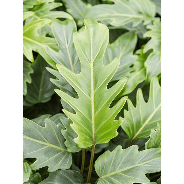 Philodendron Xanadu - hydrocultuur
