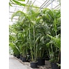 Areca palm Lutescens