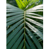 Areca palm Lutescens