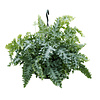 Phlebodium Aureum Davana