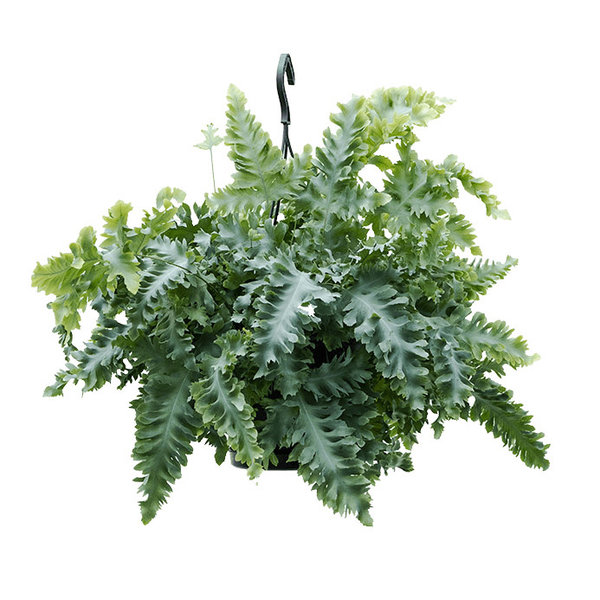 Phlebodium Aureum Davana