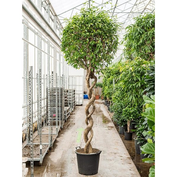 Ficus Benjamina 'Exotica' spiraal