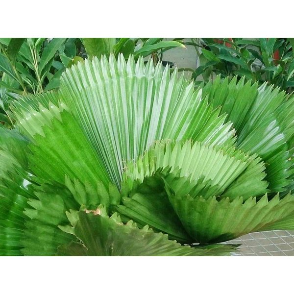 Licuala grandis