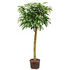 Ficus Amstel King op stam XL - hydrocultuur