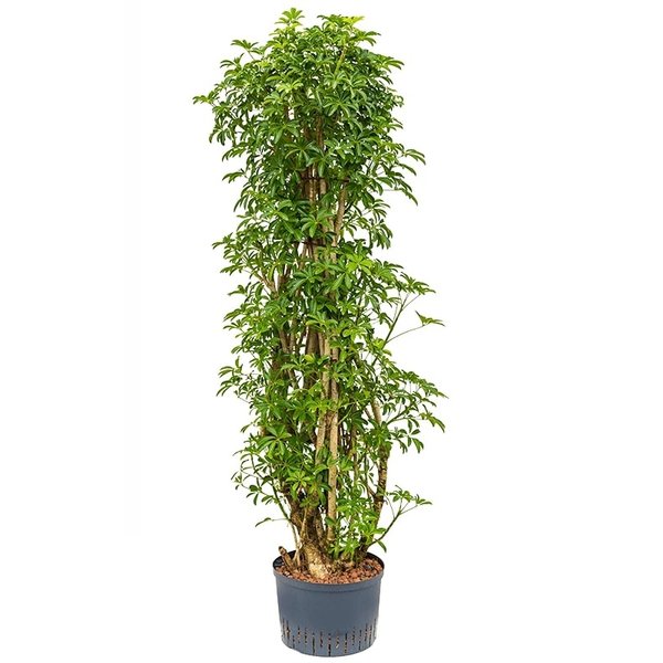 Schefflera Louisiana vertakt large - hydrocultuur