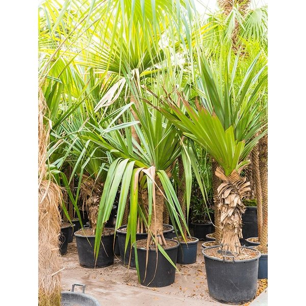 Pandanus Utilis XL
