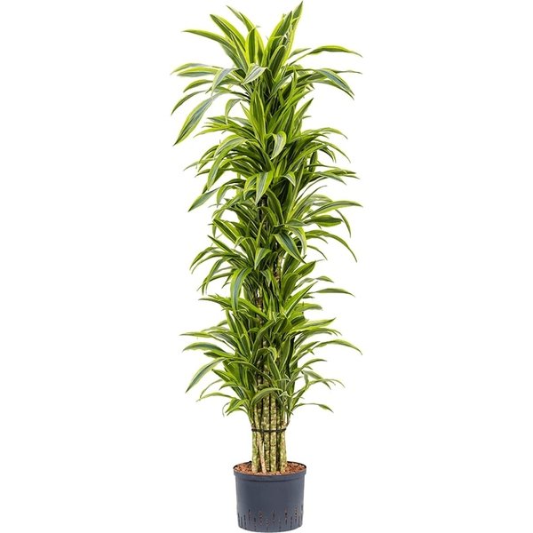 Dracaena Lemon Lime vertakt XXL - hydrocultuur