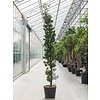 Podocarpus macrophyllus