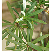 Podocarpus macrophyllus