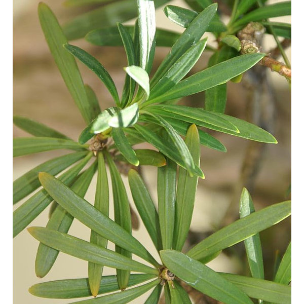 Podocarpus macrophyllus