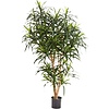 Dracaena Anita Tree - kunstplant