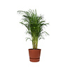 Areca Palm Small in Pot Greenville