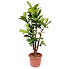 Ficus Lyrata XXL