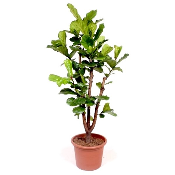 Ficus Lyrata XXL
