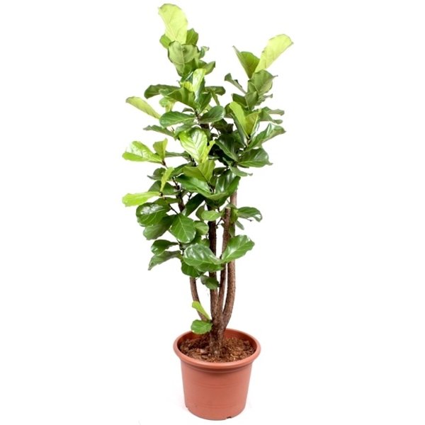 Ficus Lyrata XXL