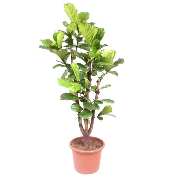 Ficus Lyrata XXL