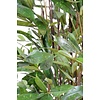 Dracaena Surculosa Tree Small - kunstplant