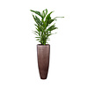 Spathiphyllum Lepelplant in Baq Metallic Partner Ø 34 cm