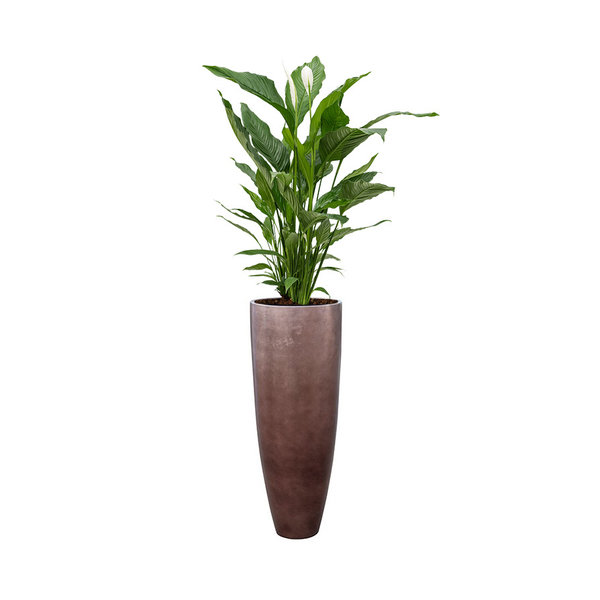 Spathiphyllum Lepelplant in Baq Metallic Partner Ø 34 cm