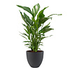 Spathiphyllum Lepelplant in Luca Lifestyle Egg Ø 32 cm