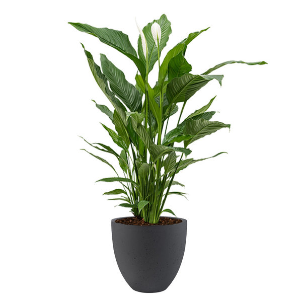 Spathiphyllum Lepelplant in Luca Lifestyle Egg Ø 32 cm