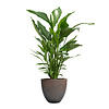 Spathiphyllum Lepelplant in Luca Lifestyle Egg Ø 32 cm