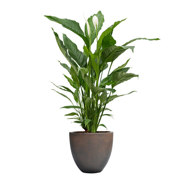 Spathiphyllum Lepelplant in Luca Lifestyle Egg Ø 32 cm
