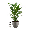 Spathiphyllum Lepelplant in Luca Lifestyle Egg Ø 32 cm