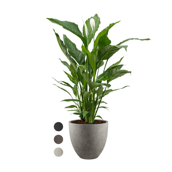 Spathiphyllum Lepelplant in Luca Lifestyle Egg Ø 32 cm
