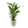 Spathiphyllum Lepelplant in Luca Lifestyle Egg Ø 32 cm