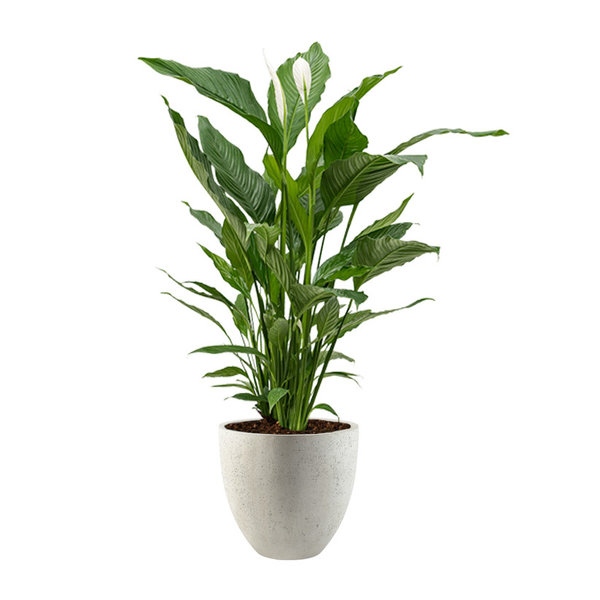 Spathiphyllum Lepelplant in Luca Lifestyle Egg Ø 32 cm