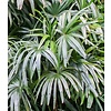 Rhapis Excelsa XL