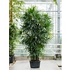 Rhapis Excelsa XL