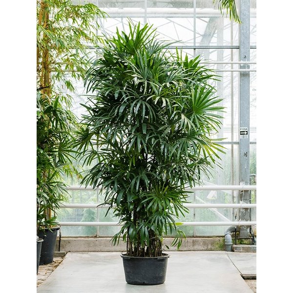 Rhapis Excelsa XL