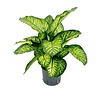 Dieffenbachia Maroba - hydrocultuur